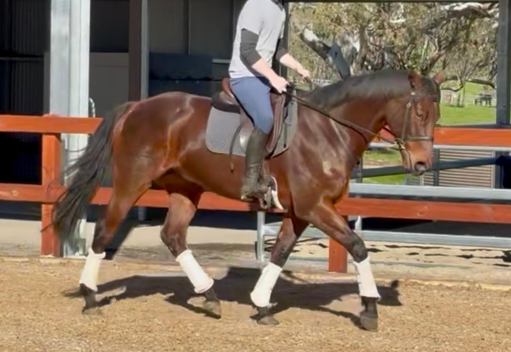 Horses Available
