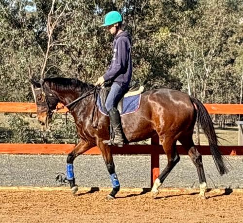 Avatar-HorsesAvailable