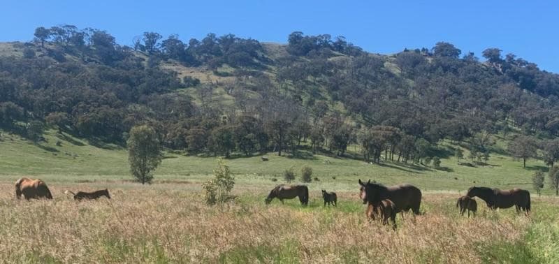 OUR HORSES